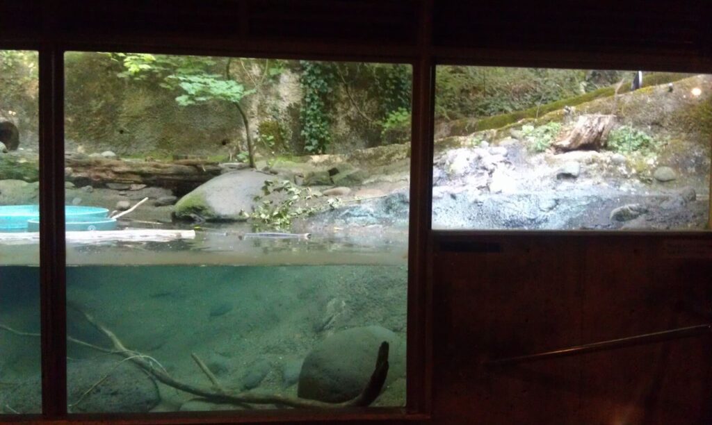 View of an aquarium exhibit showcasing a naturalistic stream habitat with water, rocks, and greenery.