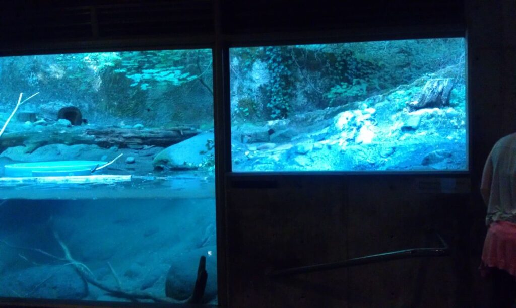 An aquarium exhibit displays an underwater and surface view, showing fish swimming and a rocky, plant-covered habitat behind the glass. A person stands near the right edge of the frame.